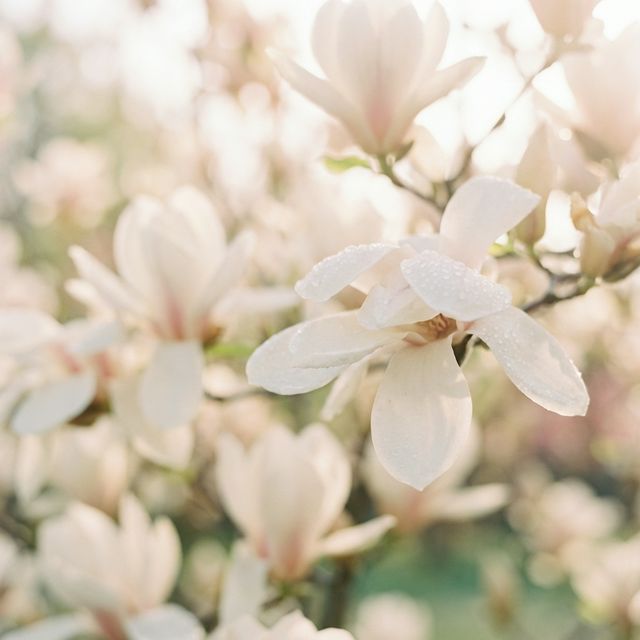 Magnolie